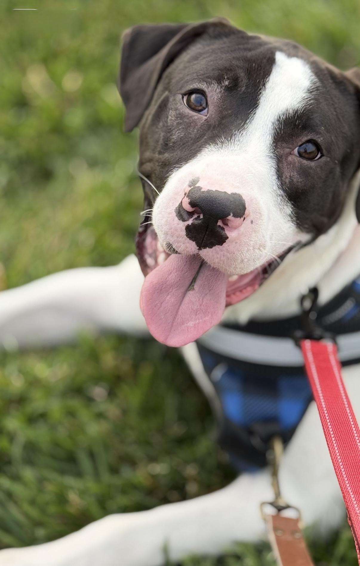 Knox — thumbnail 3