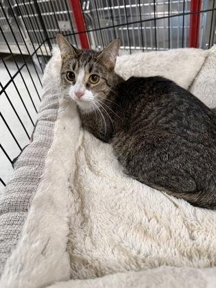 Marina, Adoptable, Young Female Domestic Short Hair & Domestic Short Hair.
