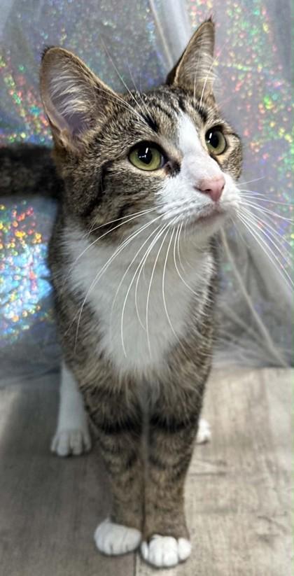 Enlarge Marina, a Adoptable mixed breed in Shreveport, LA image 2/2