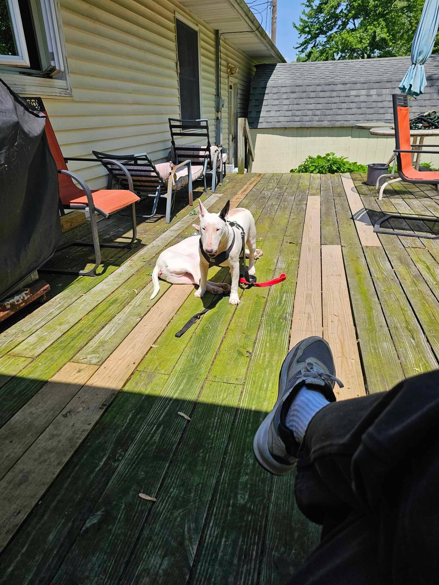 Enlarge 23-085 Mavis, a Adopted Bull Terrier in New York, NY image 1/1