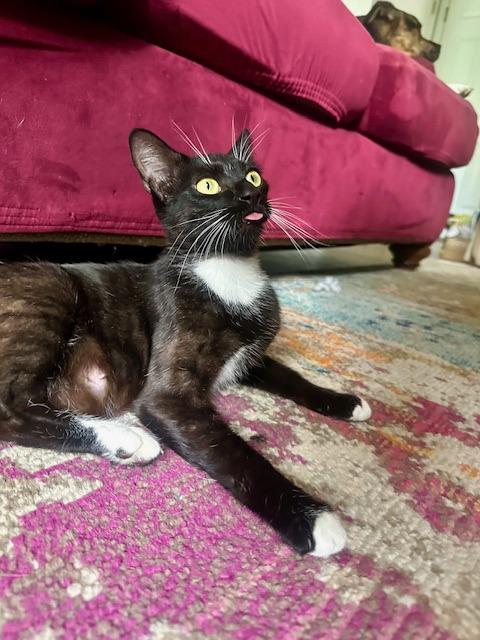 Fenchurch, Adoptable, Adult Female Domestic Medium Hair.