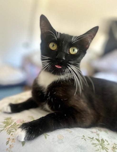 Enlarge Fenchurch, a Adoptable mixed breed in Fort Lupton, CO image 2/2