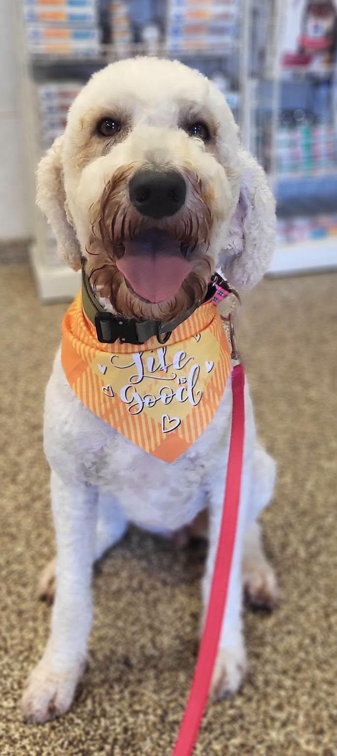 Daisy, an adopted Goldendoodle in Salisbury, NC image 2/4