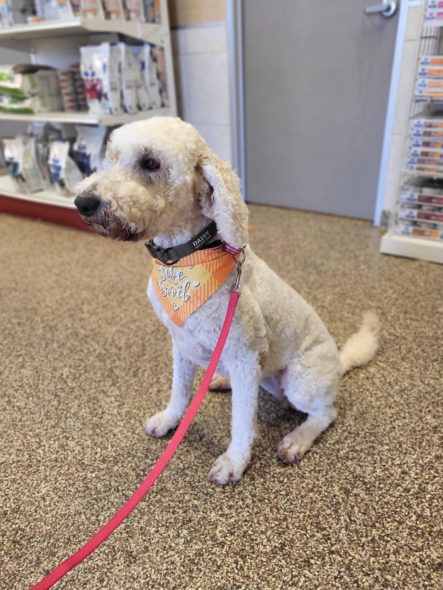 Daisy, an adopted Goldendoodle in Salisbury, NC image 4/4