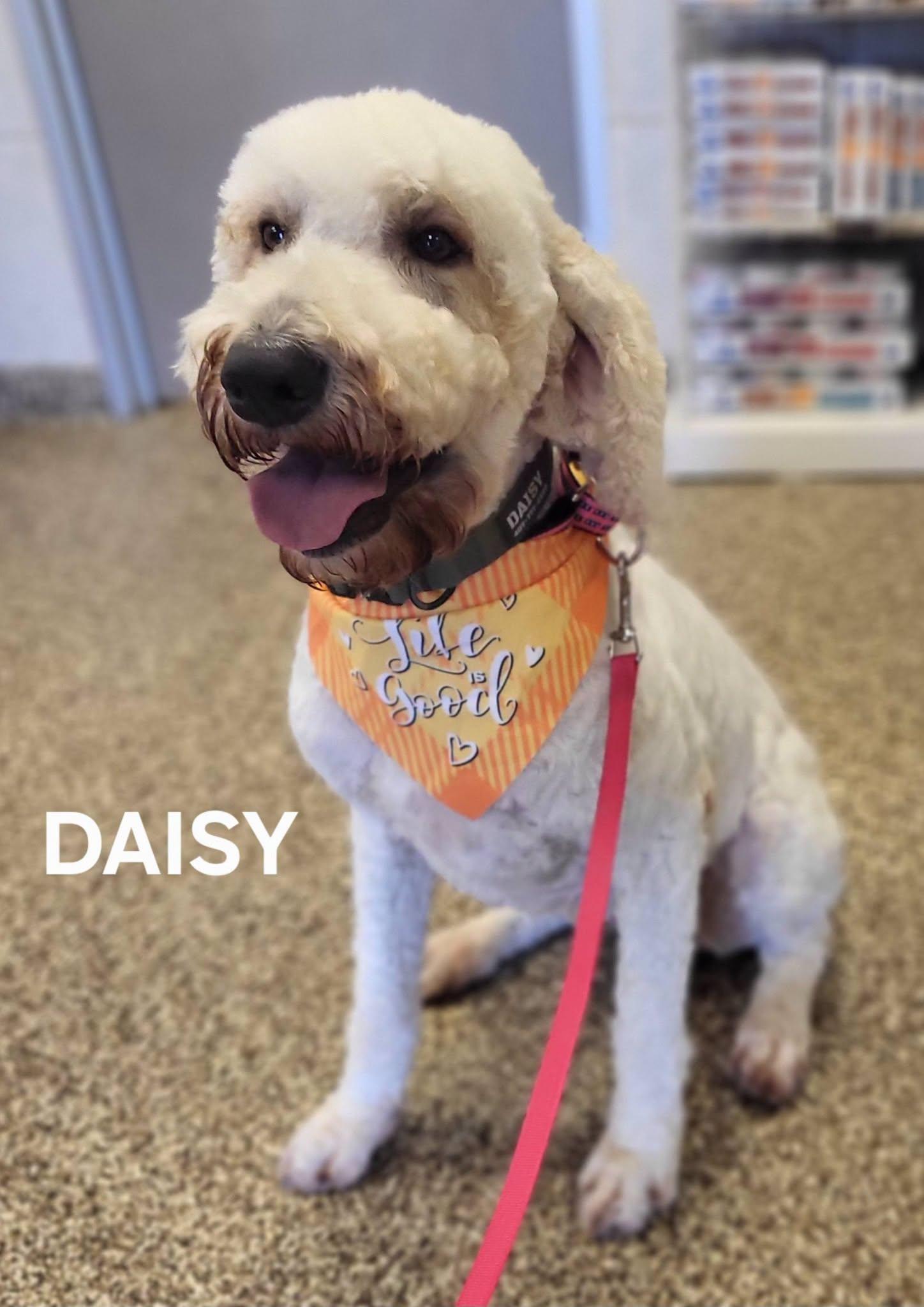 Daisy, an adopted Goldendoodle in Salisbury, NC image 1/4
