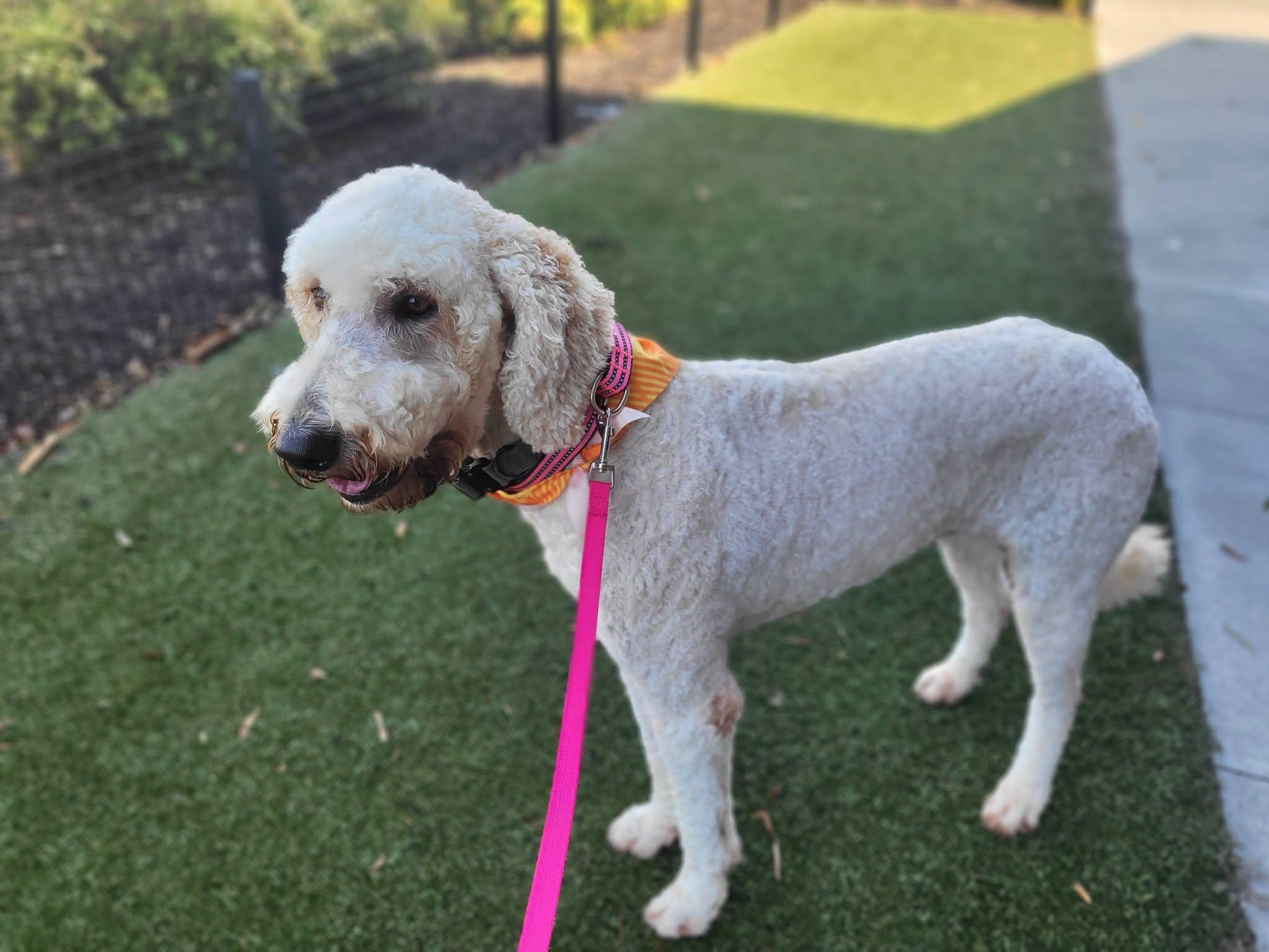 Daisy, an adopted Goldendoodle in Salisbury, NC image 3/4