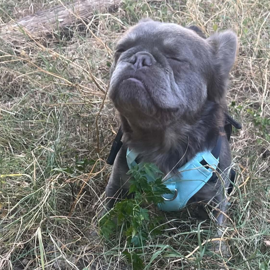 Enlarge Teen Wolf (aka Woofie), a Adoptable French Bulldog in Austin, TX image 3/6