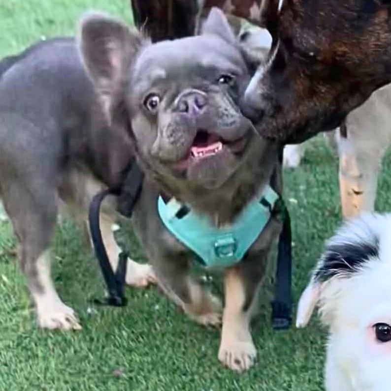 Enlarge Teen Wolf (aka Woofie), a Adoptable French Bulldog in Austin, TX image 1/6