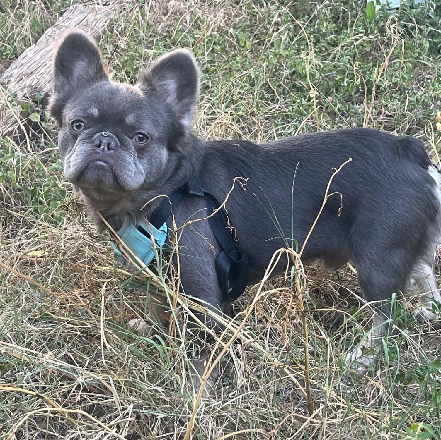 Enlarge Teen Wolf (aka Woofie), a Adoptable French Bulldog in Austin, TX image 4/6