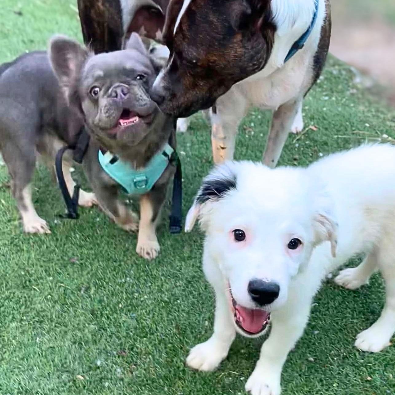 Enlarge Teen Wolf (aka Woofie), a Adoptable French Bulldog in Austin, TX image 6/6