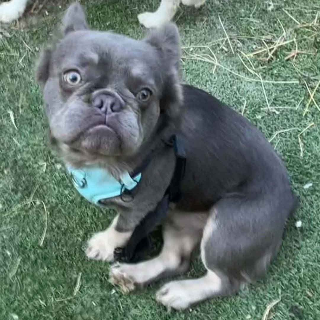 Enlarge Teen Wolf (aka Woofie), a Adoptable French Bulldog in Austin, TX image 5/6