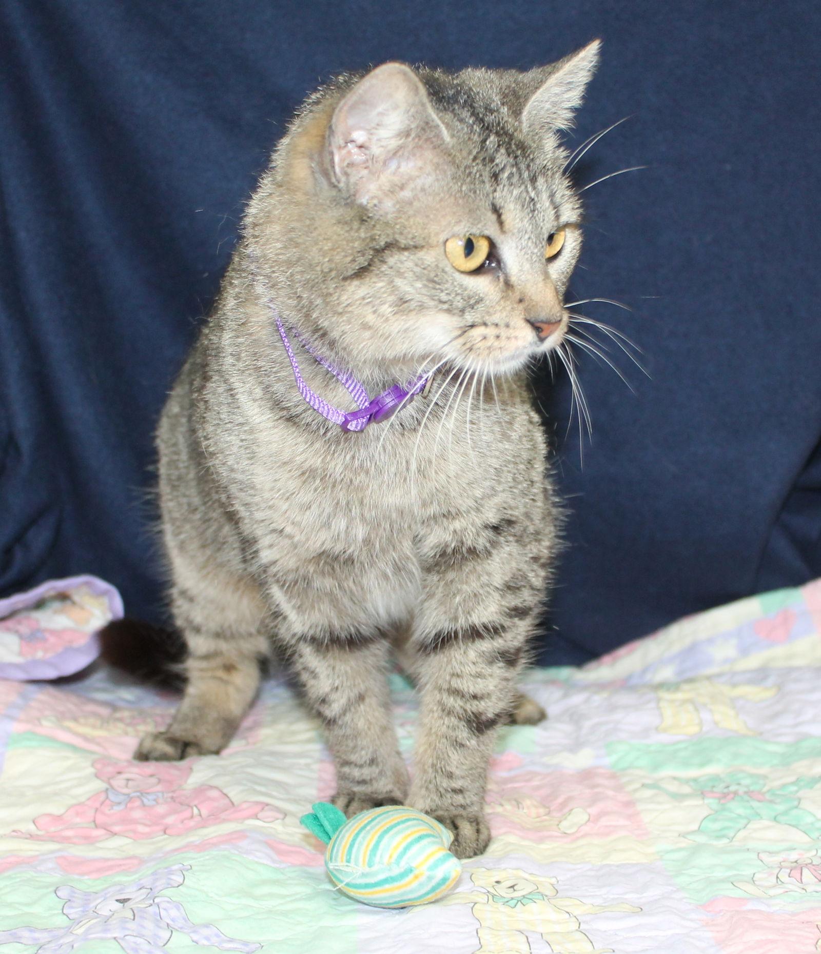 Maxie - 43010, Adoptable, Young Female Domestic Short Hair & Tabby.