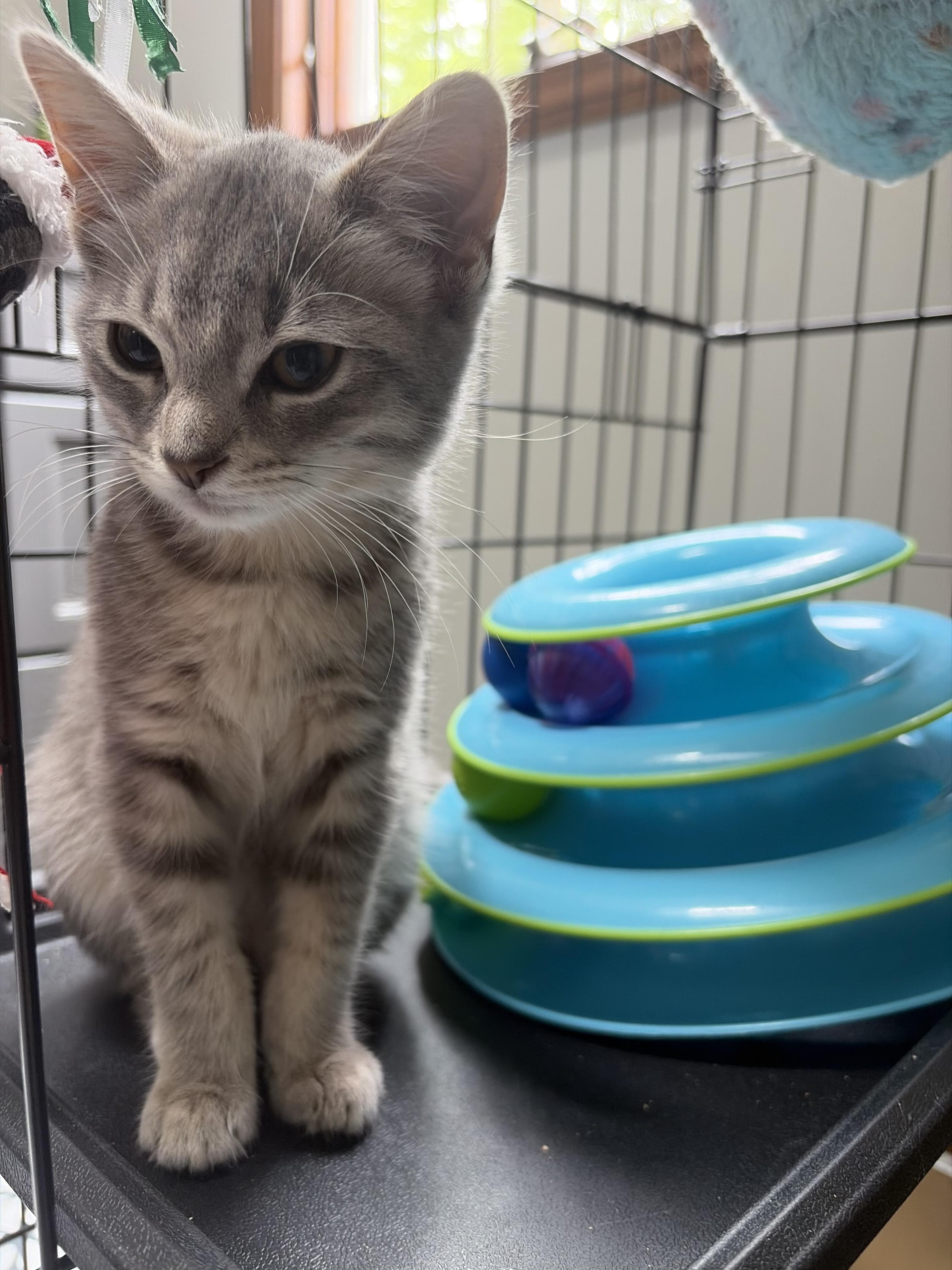 Enlarge Slushie, a ADOPTABLE Tabby in Independence, OH image 2/4