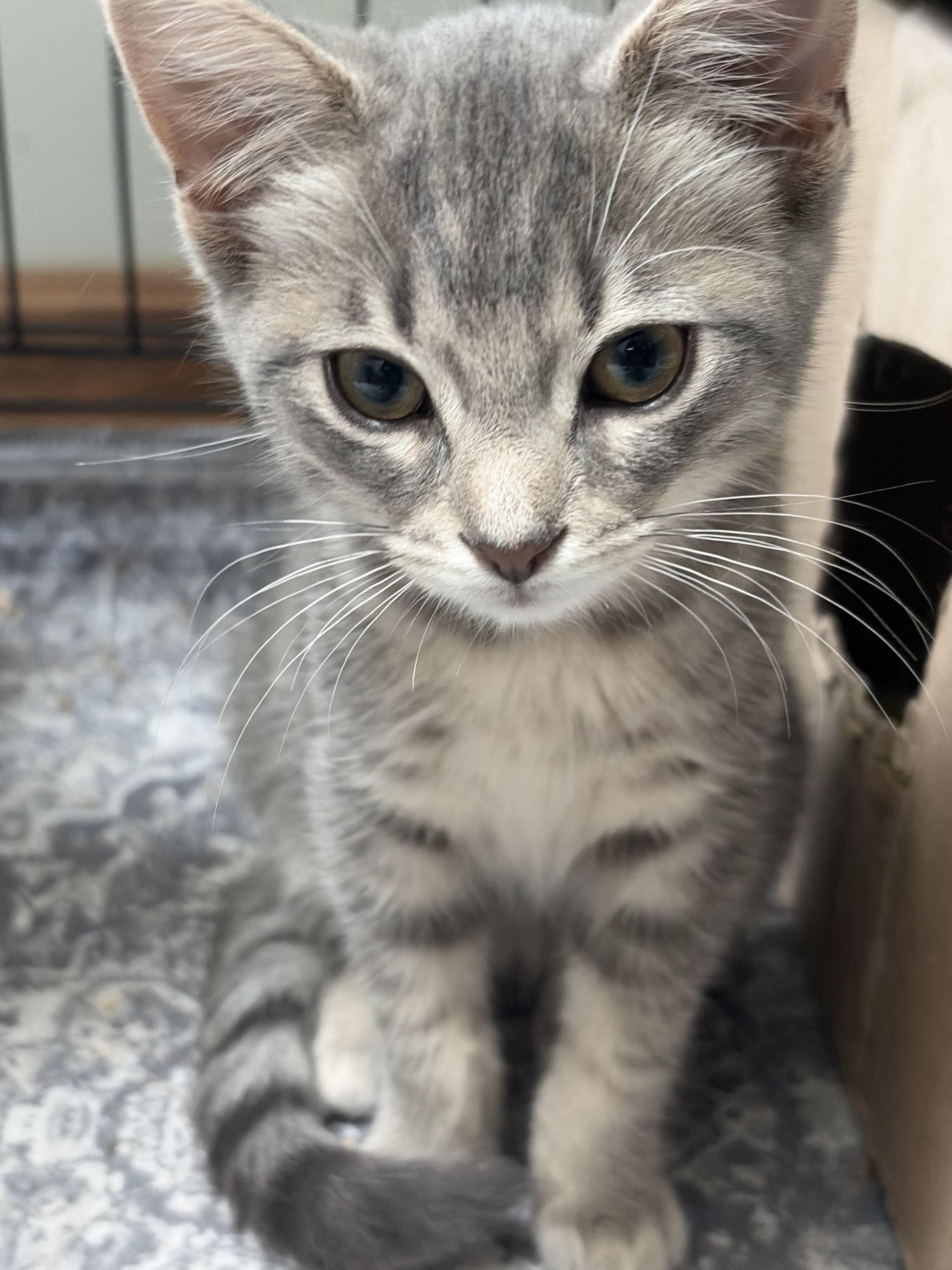 Enlarge Slushie, a ADOPTABLE Tabby in Independence, OH image 4/4
