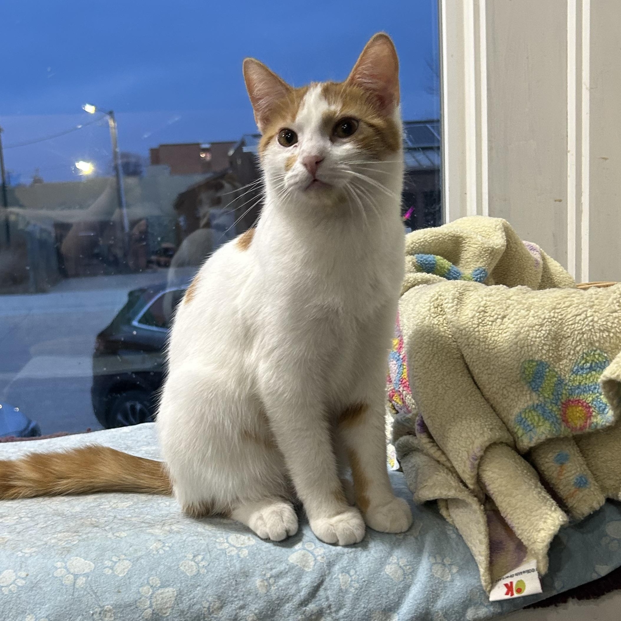 Rudy, Young Male Domestic Short Hair