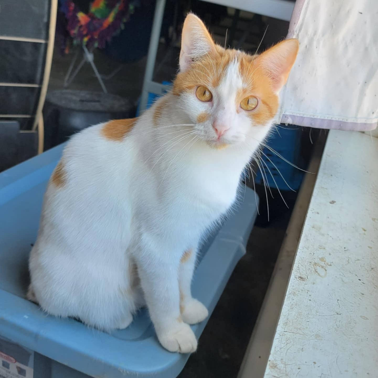 Rudy, an adoptable Domestic Short Hair in Devils Lake, ND, 58301 | Photo Image 1