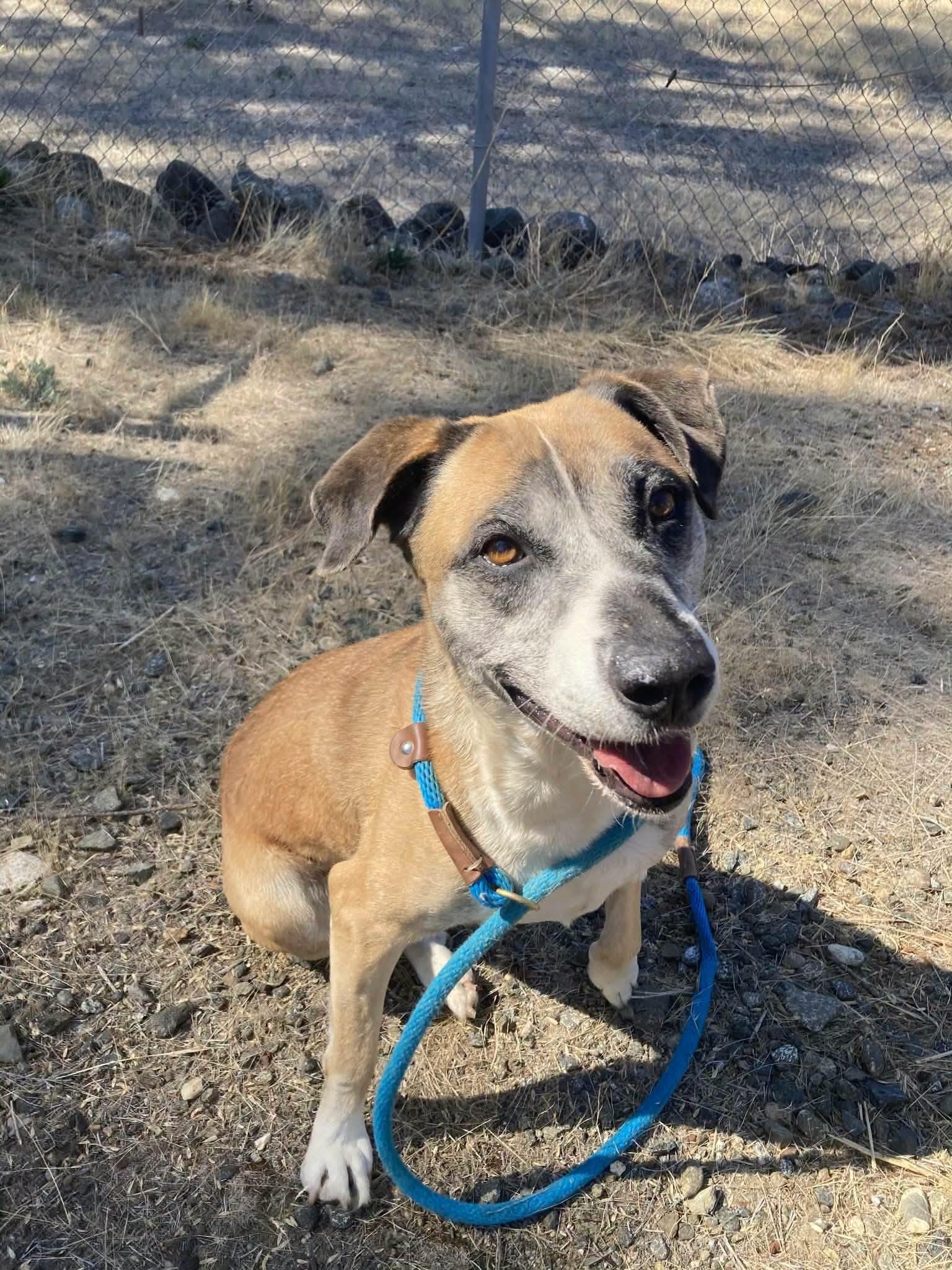 Enlarge Henny, a Adoptable mixed breed in Weaverville, CA image 3/3