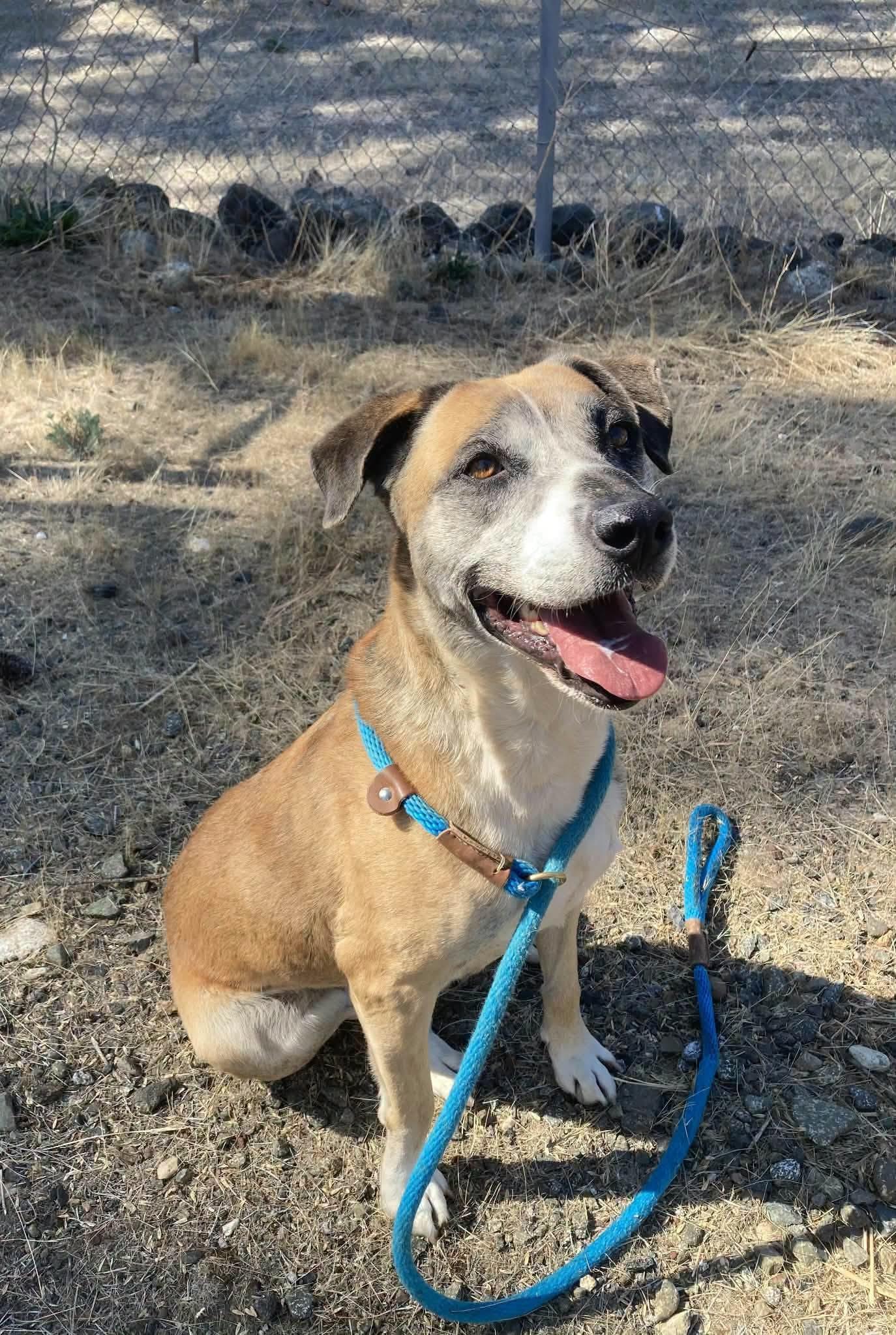 Enlarge Henny, a Adoptable mixed breed in Weaverville, CA image 2/3