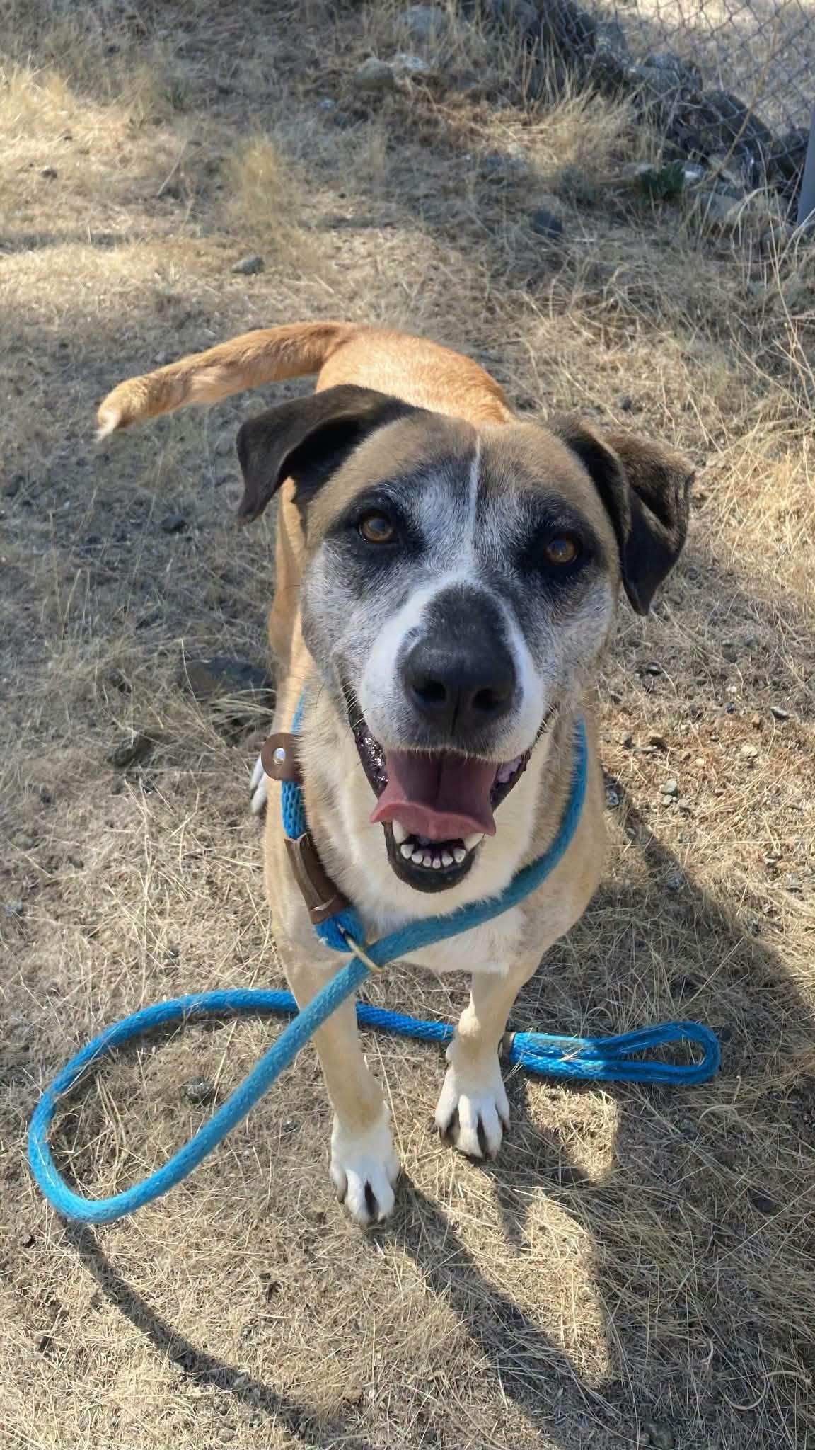 Enlarge Henny, a Adoptable mixed breed in Weaverville, CA image 1/3