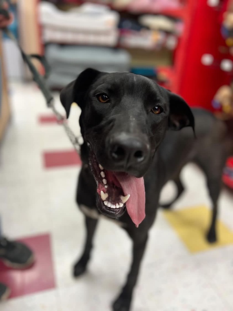 Judd, a Adoptable mixed breed in Mojave, CA image 1/11