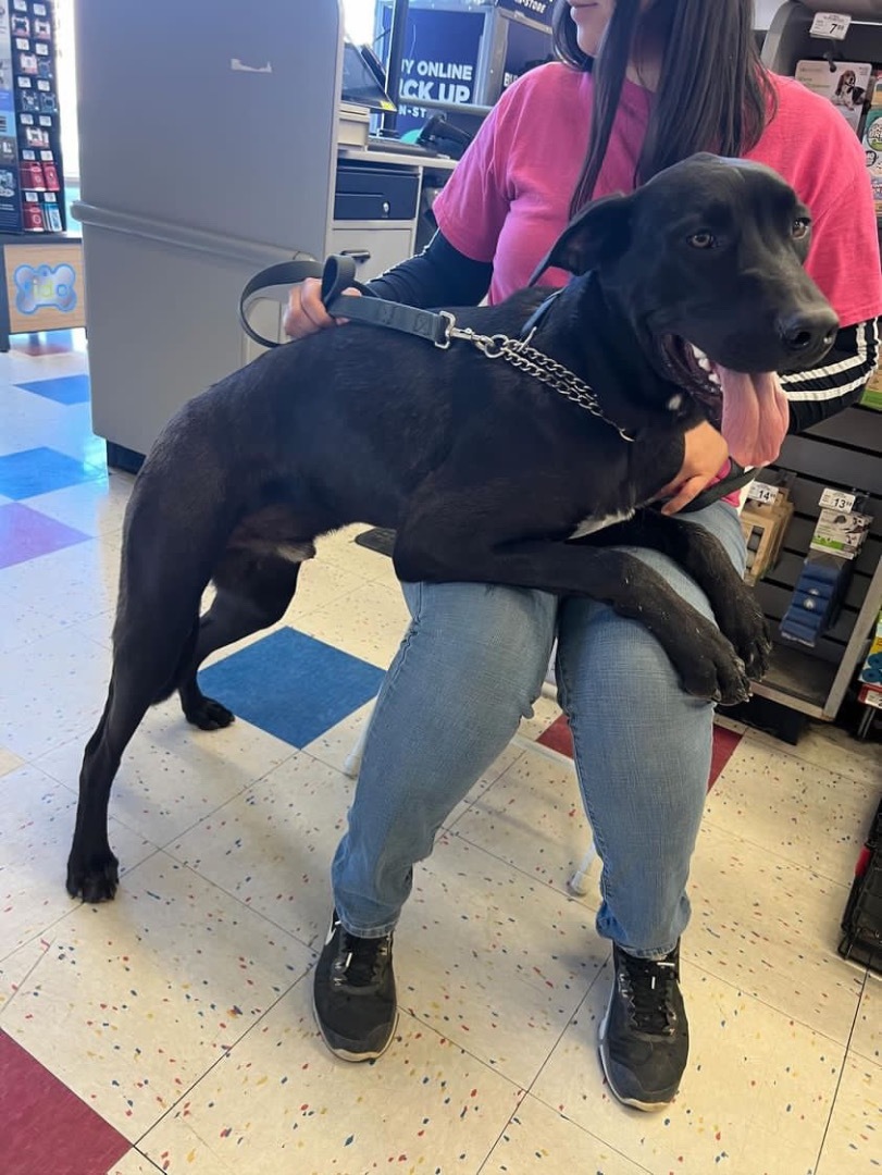 Judd, a Adoptable mixed breed in Mojave, CA image 2/11