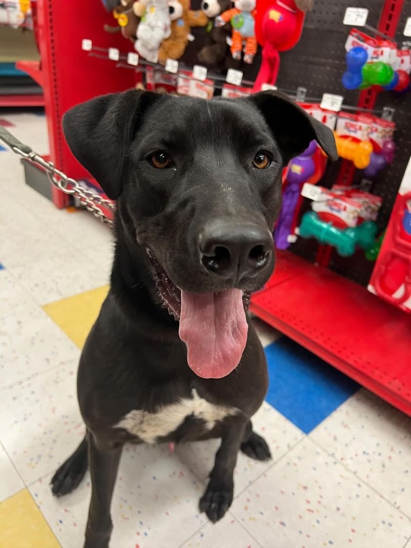 Judd, a Adoptable mixed breed in Mojave, CA image 3/11