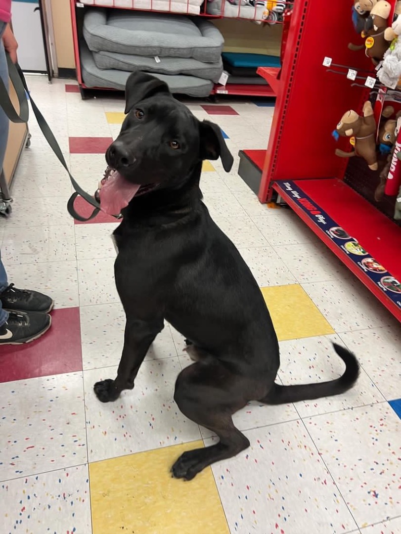 Judd, a Adoptable mixed breed in Mojave, CA image 4/11