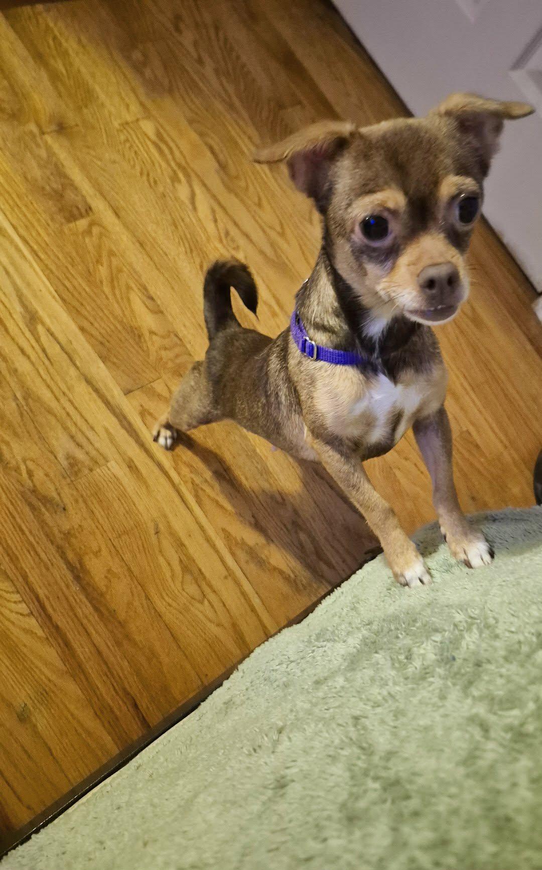 Cricket, a ADOPTABLE mixed breed in Covington, KY image 4/5