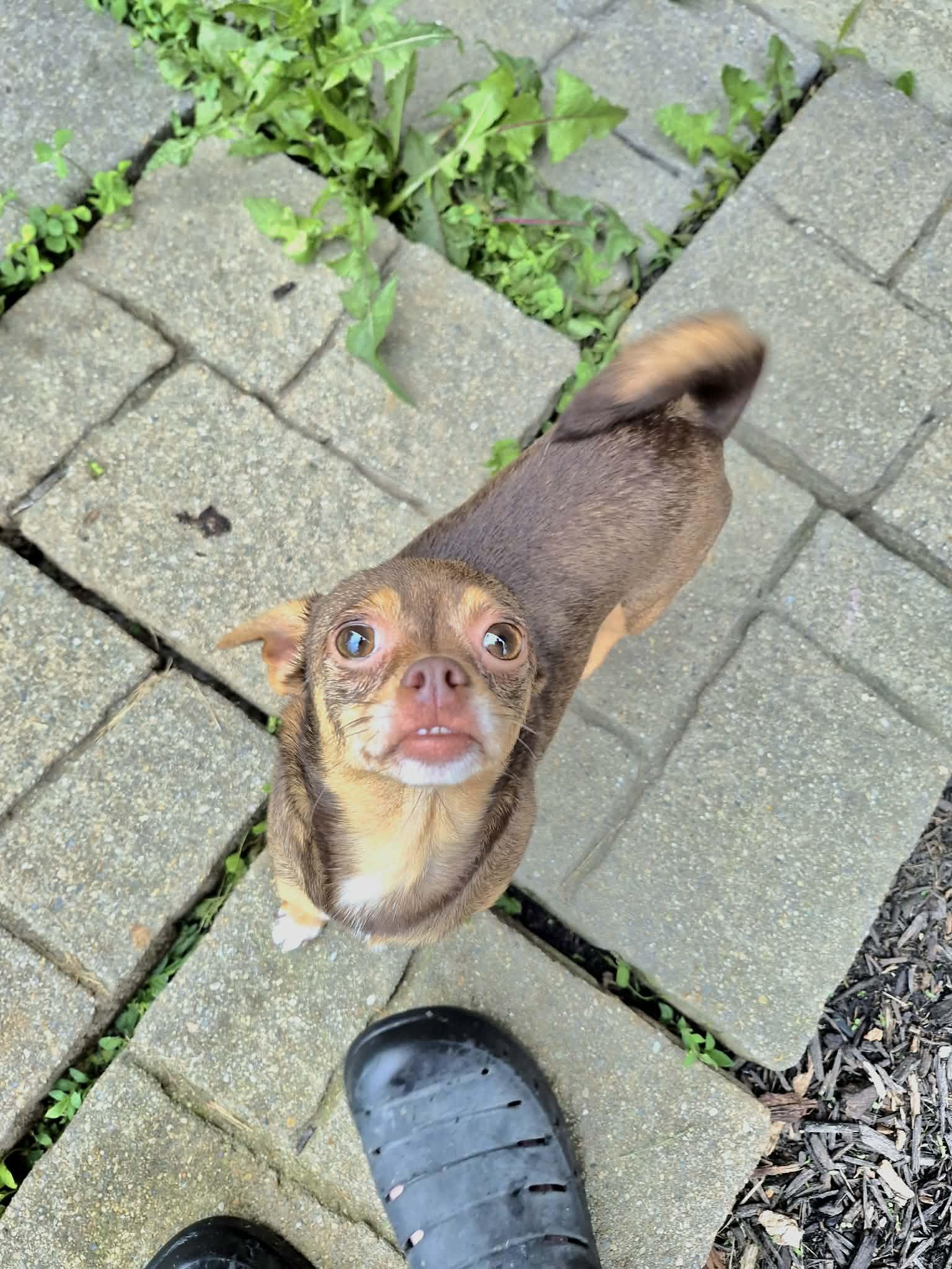 Cricket, ADOPTABLE, Adult Female Chihuahua.