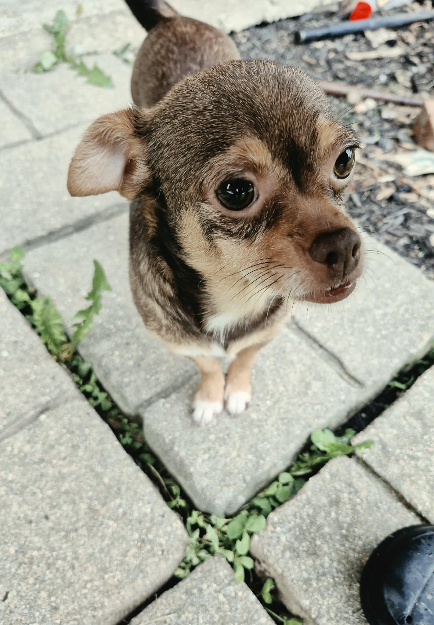 Cricket, a ADOPTABLE mixed breed in Covington, KY image 5/5
