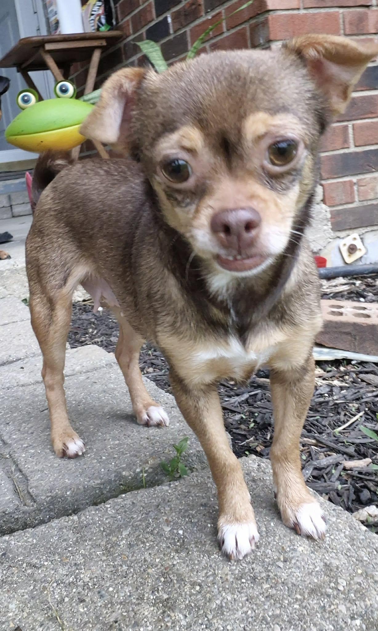 Cricket, a ADOPTABLE mixed breed in Covington, KY image 3/5