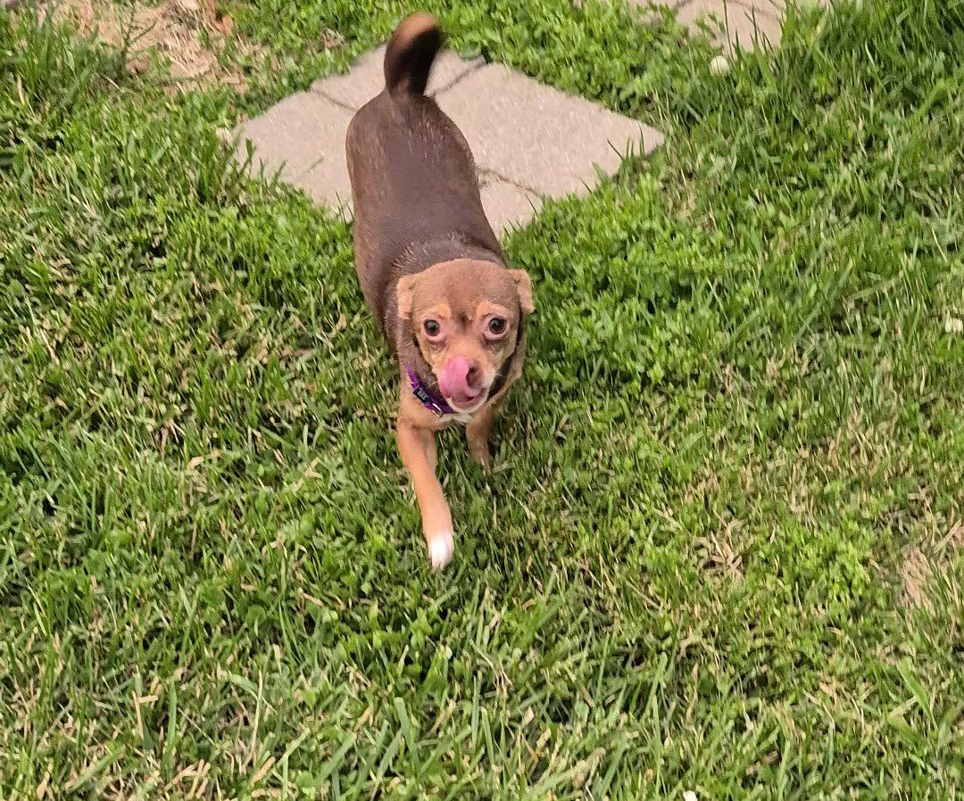 Cricket, a ADOPTABLE mixed breed in Covington, KY image 2/5
