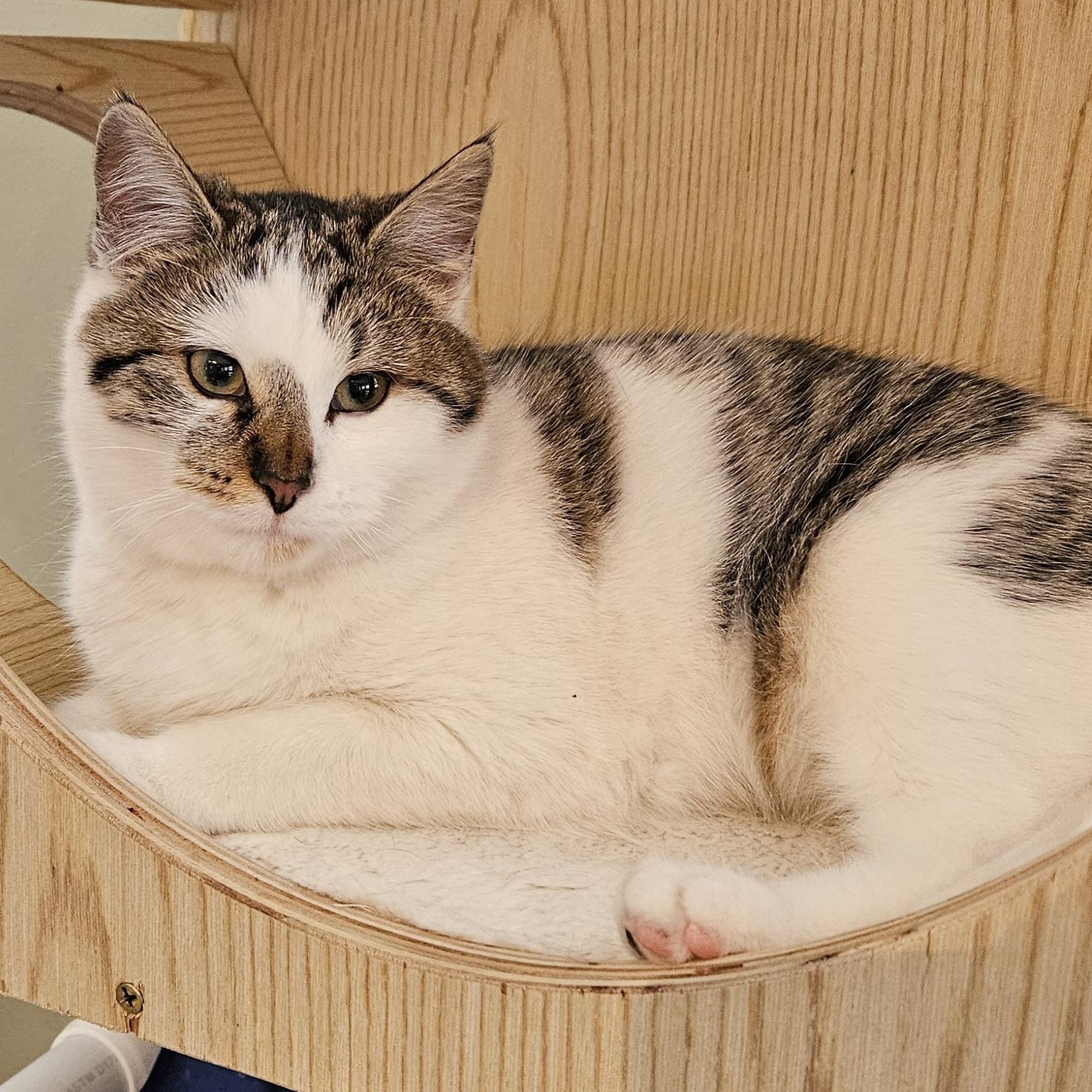 Enlarge Aria, a ADOPTABLE Domestic Short Hair in Brockport, NY image 4/6