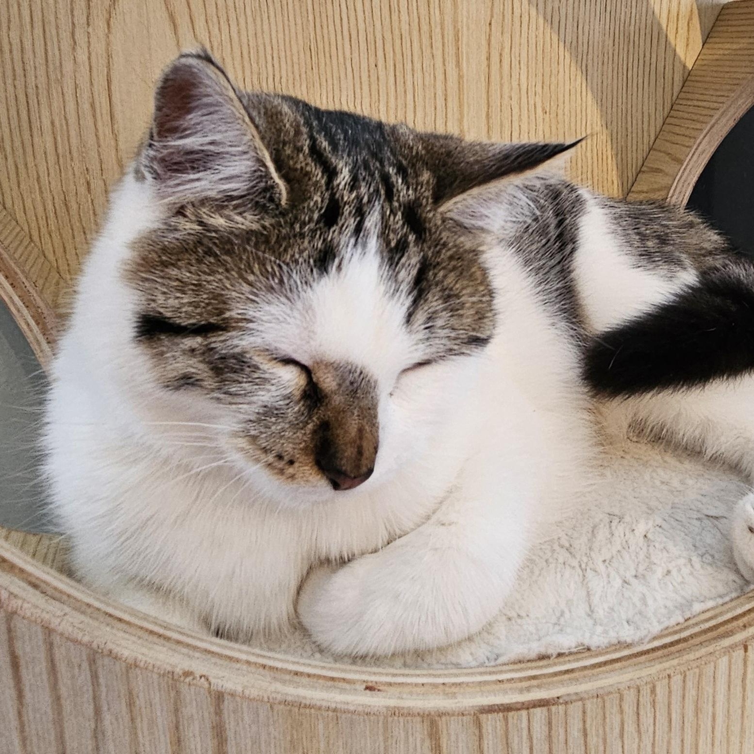 Enlarge Aria, a ADOPTABLE Domestic Short Hair in Brockport, NY image 2/6