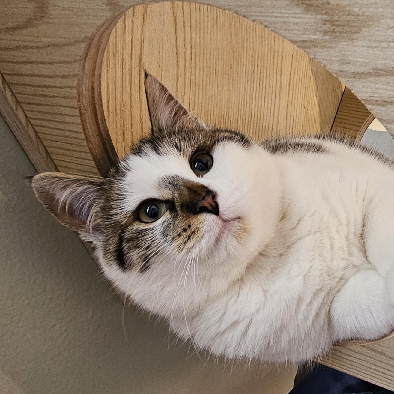 Aria, ADOPTABLE, Kitten Female Domestic Short Hair.