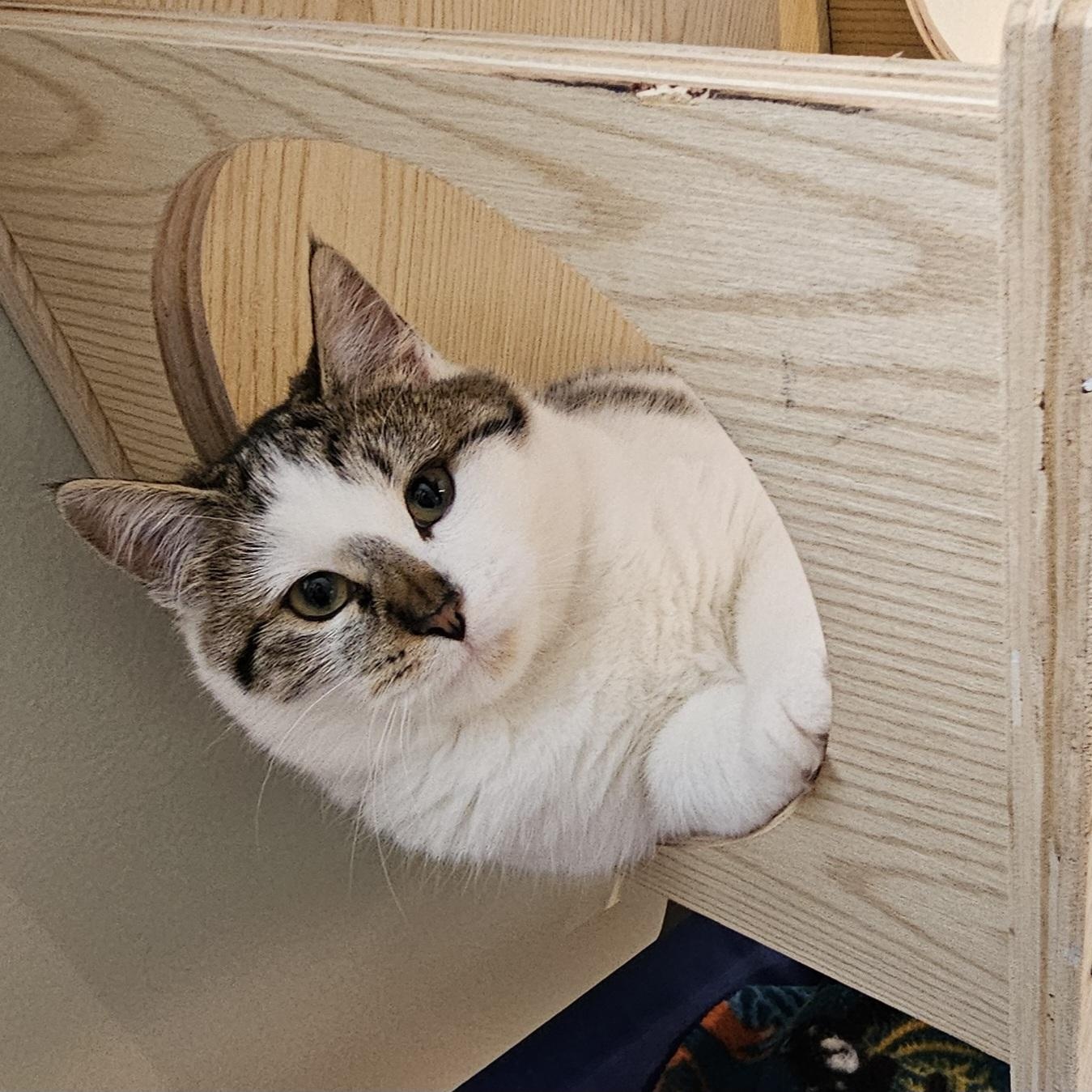 Enlarge Aria, a ADOPTABLE Domestic Short Hair in Brockport, NY image 5/6