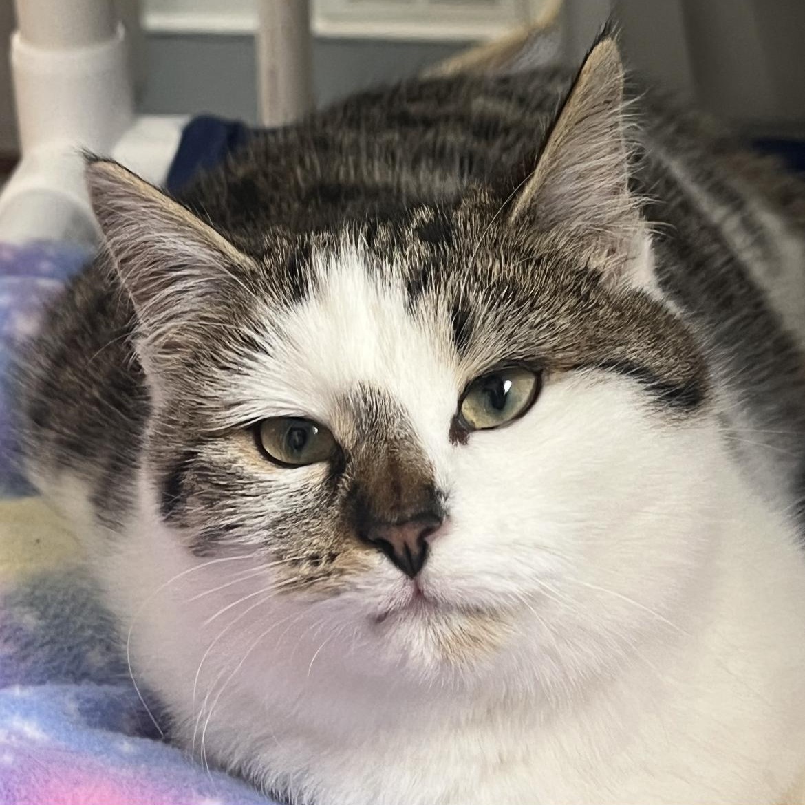 Enlarge Aria, a ADOPTABLE Domestic Short Hair in Brockport, NY image 3/6