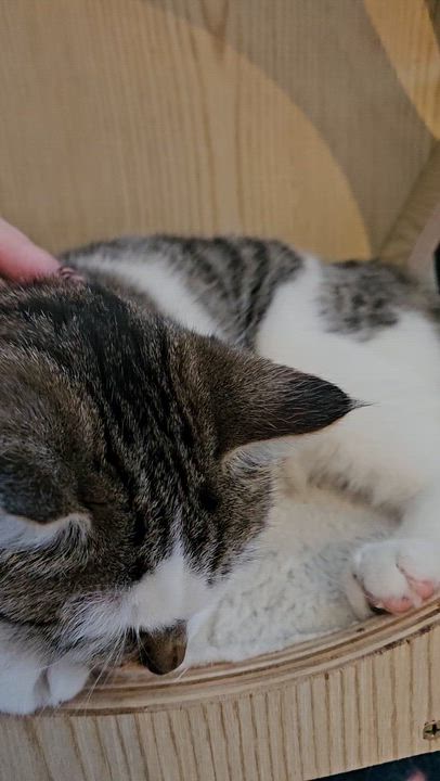 Enlarge Aria, a ADOPTABLE Domestic Short Hair in Brockport, NY video 6/6