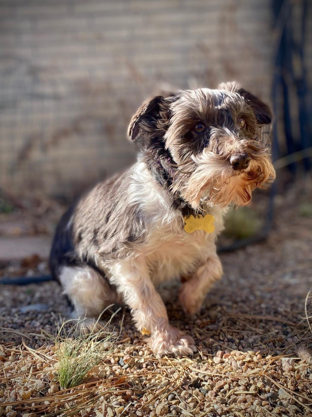 Enlarge Tiptoe, an adoptable Miniature Schnauzer in Littleton, CO image 1/5