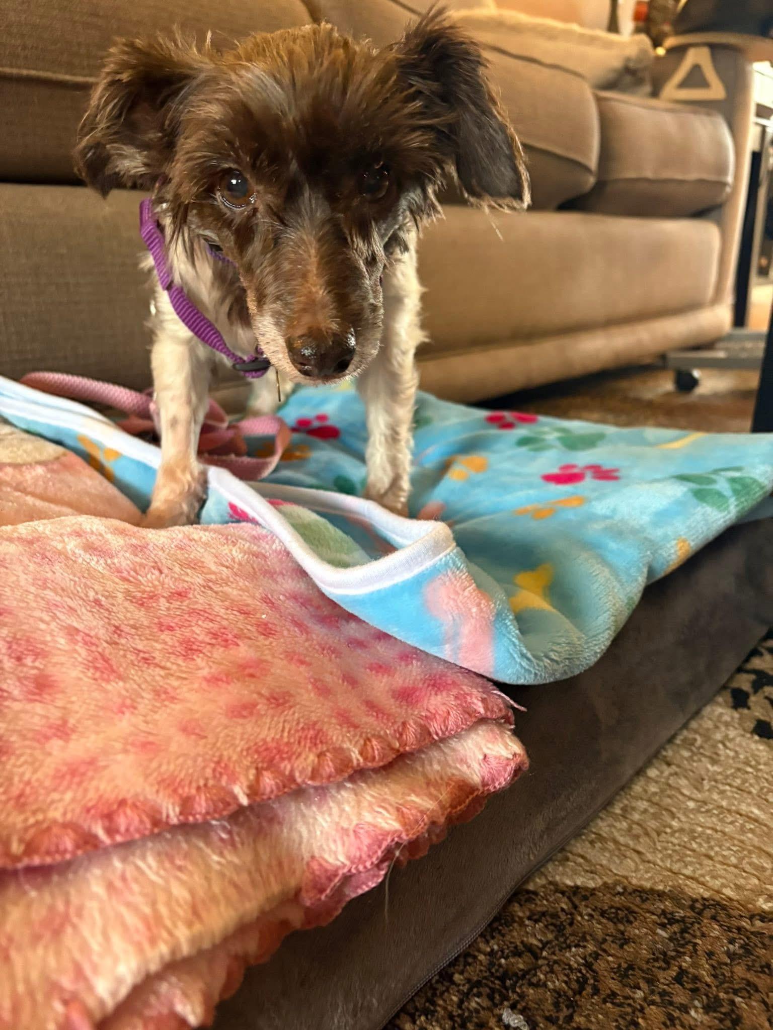 Tiptoe, Adoptable, Adult Female Miniature Schnauzer.