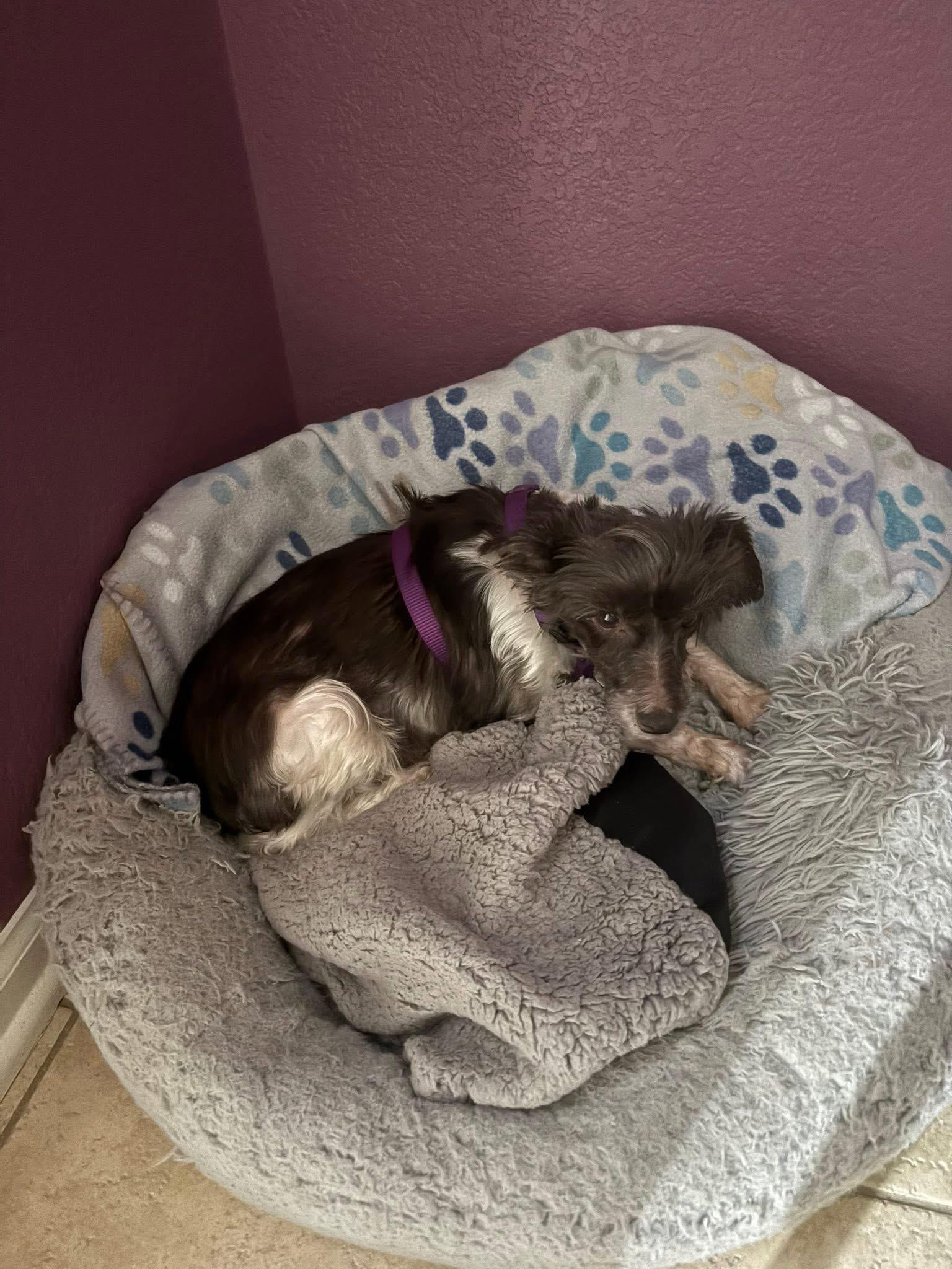 Tiptoe, a Adoptable Miniature Schnauzer in Littleton, CO image 2/5