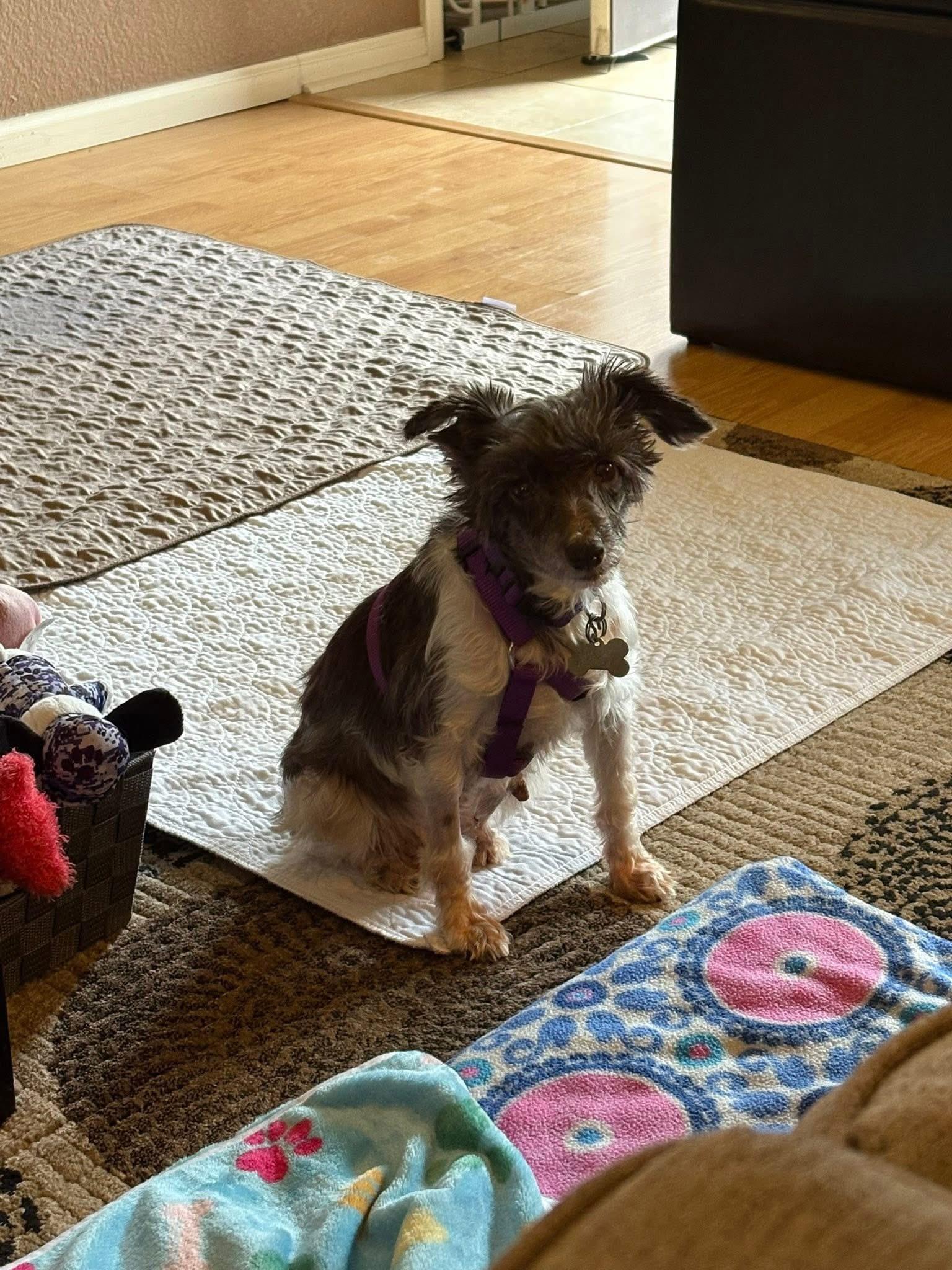 Tiptoe, a Adoptable Miniature Schnauzer in Littleton, CO image 3/5