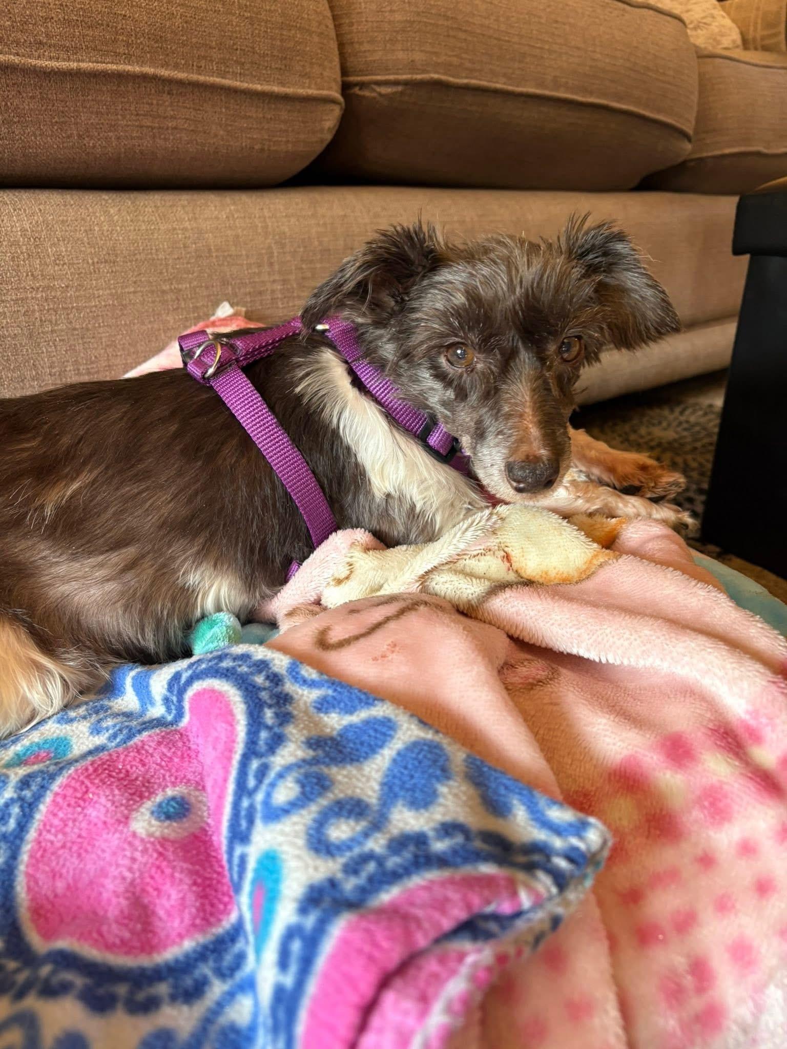Tiptoe, a Adoptable Miniature Schnauzer in Littleton, CO image 4/5