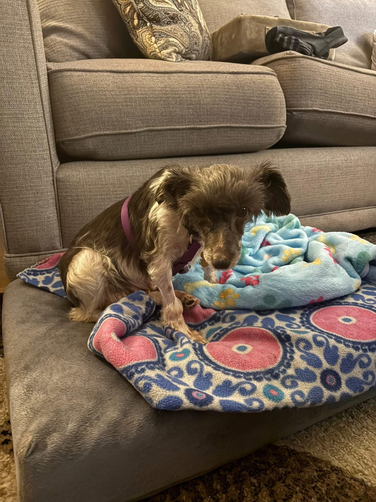Tiptoe, a Adoptable Miniature Schnauzer in Littleton, CO image 5/5