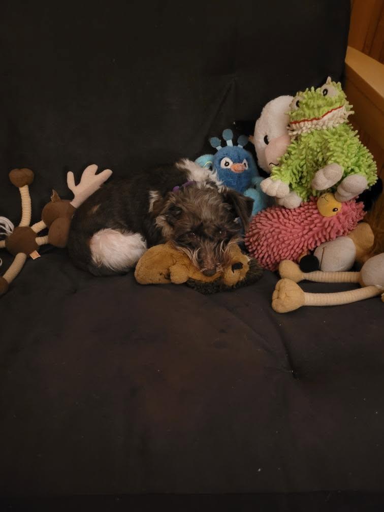 Enlarge Tiptoe, an adoptable Miniature Schnauzer in Littleton, CO image 5/5