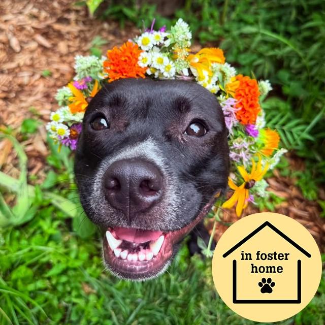 Enlarge BOBBIE, a Adoptable mixed breed in Saint Louis, MO image 1/1