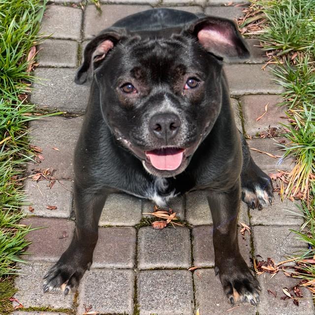 Enlarge BOBBIE, a Adoptable mixed breed in Saint Louis, MO image 1/1