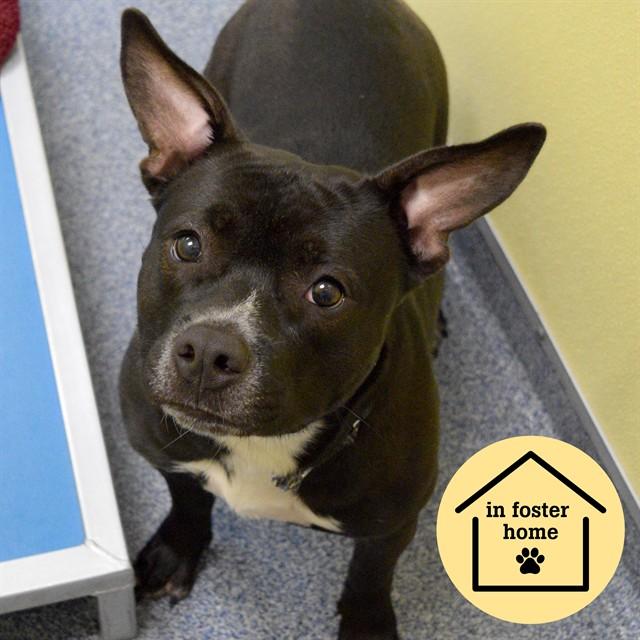 Enlarge BOBBIE, a Adoptable mixed breed in Saint Louis, MO image 1/1