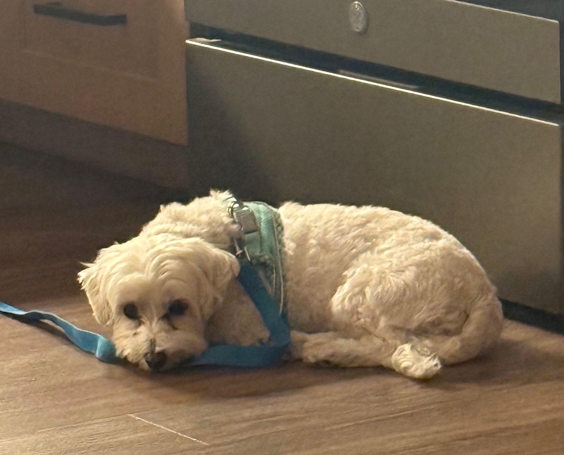 Annie, Adoptable, Adult Female Maltese.