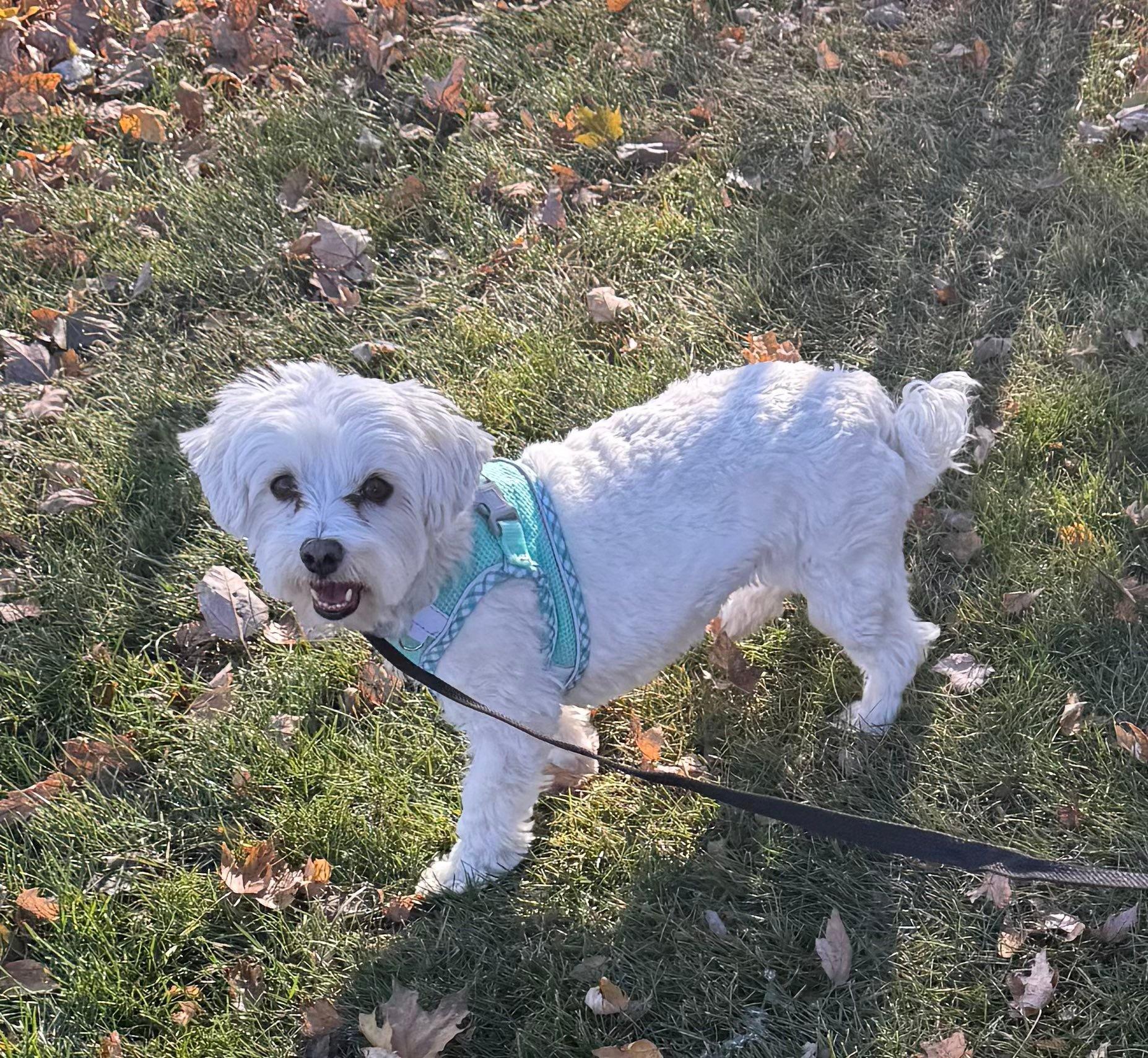 Enlarge Annie, a Adoptable Maltese in North Freedom, WI image 2/4